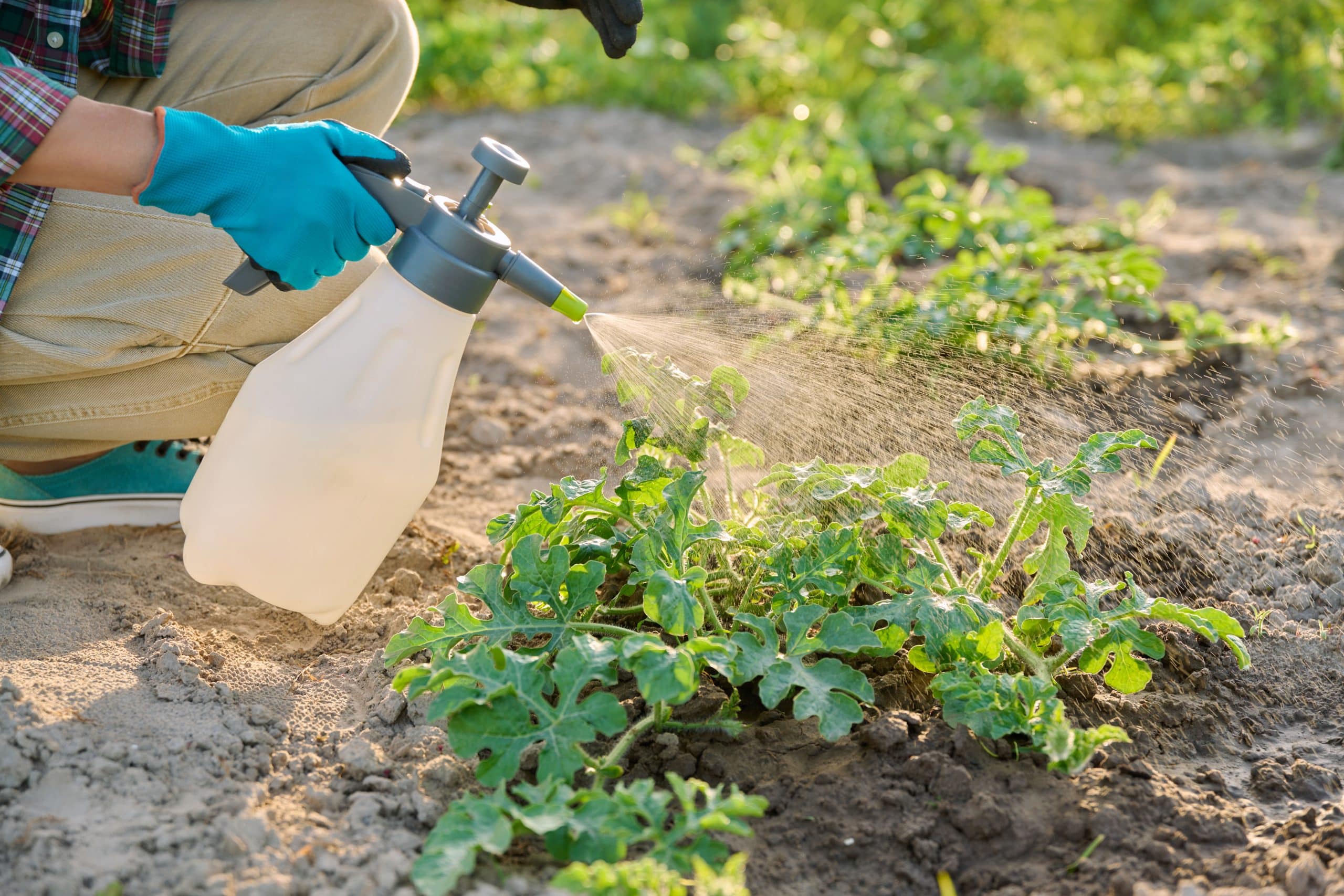 Tout savoir sur le désherbage : conseils, produits et astuces efficaces